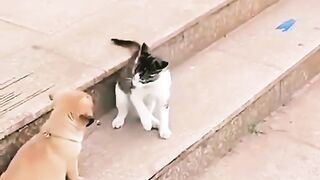 Dog v cat