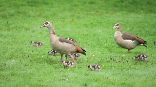 Ducks 5