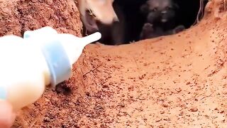 A mãe só quer proteger seu filhote