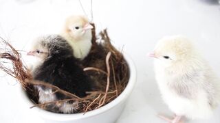 Chicken 19