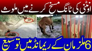 camel leg cut | camel leg cutting video #camel videos