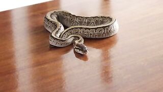 5 top snake repelling plants