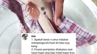 Saat proses pemijahan lele TURUN HUJAN apakah pemijahan akan GAGAL❓