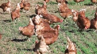 US 2.35 Billion Chickens Are Raised This Way By European Farmers - Chicken Farming