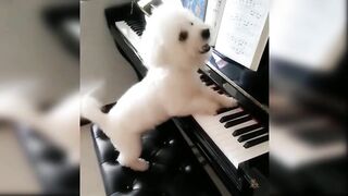 Baby Dogs - Cute and Funny Dog Videos Compilation AnimalZone