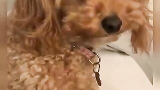 unny DOGS of TikTok _ Cute Puppies _ Best Doggos of TIK TOK Compilation