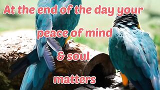 Peace is important