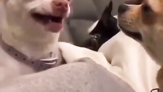 funny and cute dogs