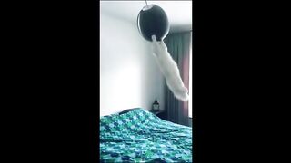 Short compilation funny cats moments