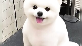 the Cutest