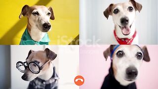 Dogs  Call with friends funny