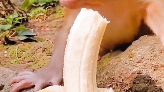 A banana bigger than a monkey