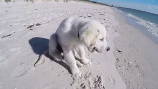 Puppy furious after ocean water destroys his sandcastle