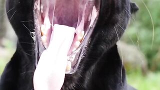 Panther's wild teeth