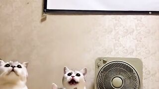 Cat Lovers