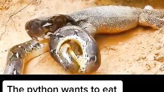 The python wants to eat the eggs