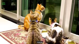 Funny Cats Compilation (Most Popular) Part 1