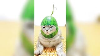 Funny Cats Moments ???? ???? #wholesome