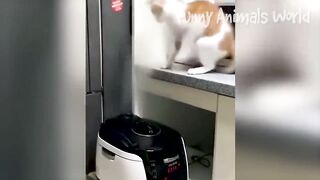 Try Not To Laugh Challenge - Funny Cat & Dog Vines Compilation