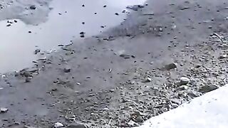 Dog Want to Lovale meeting