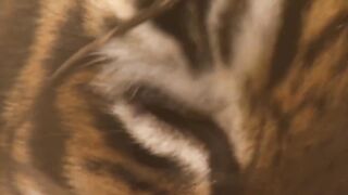 40 Moments of Tiger Hunting which will Gives You Chills - Wildlife Moments