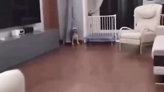 Cute dog moments | funny dog videos