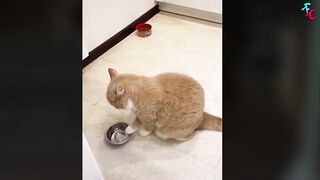 Funny pet videos, try not to laugh