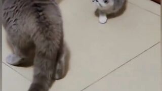 Cats are Funny #shorts