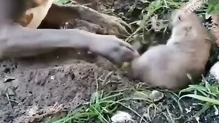 Cute dog puppy pitbull