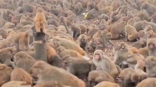 monkey world ????????????????????