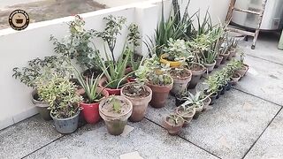 How I Grow Vegetables and Plants Rooftop Gardening (vlog)