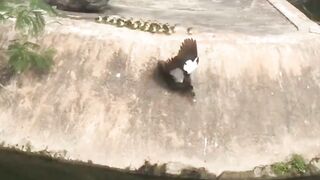 duck protecting her chicks