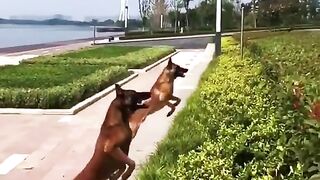 Super Dogs 2023