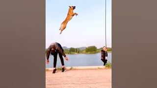 Dogs That Fly - Show Their Jumping Agility #ShortsShorts