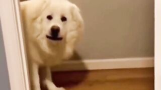 YOU WON'T BELIEVE WHAT THESE ANIMALS DO