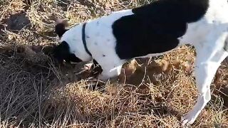 s your dog crazy?? They ask # shorts#gangnamstyle # funny# dogs