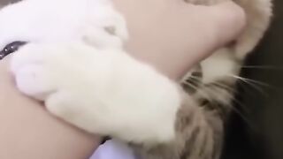Funny Cats videos