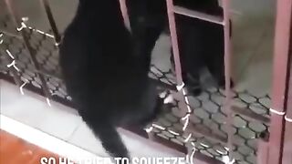 Cat helped a puppy funny