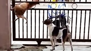 funny animal compilation