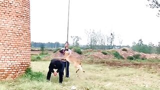 Smart Dog Jump Training Viral  | Dog Agility Jump Training True Collection Part 1