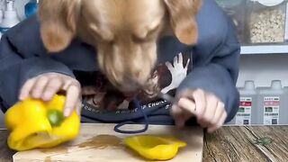 funny animal