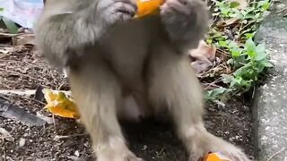 Monkey Eating bread