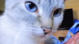 Funny cat ????????????????????????????
