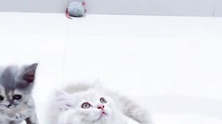 Lovely cat playing