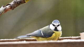 Birds smaile
