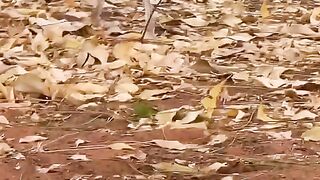 Amizing lizard