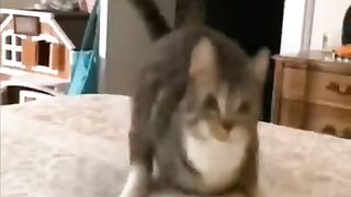 So Fanny cat