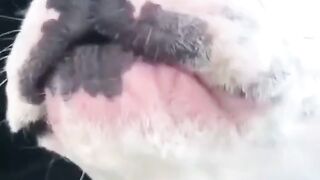u like daggz