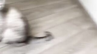 Funny Cat reaction