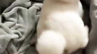 Funny dogs and cats moment ????????